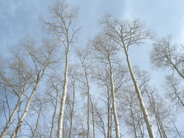 2007 01-Beaver Creek-Vail Trees